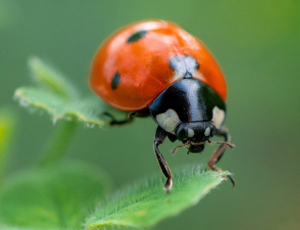 Macro Photography Tips For Beginners