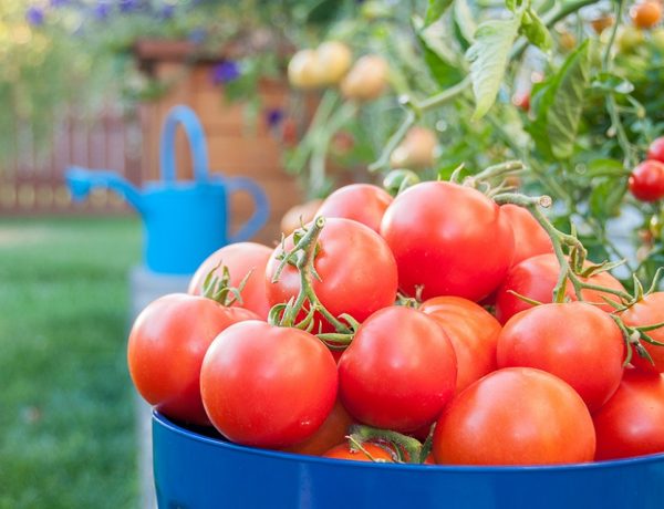 How To Master Tomato Fertilizer