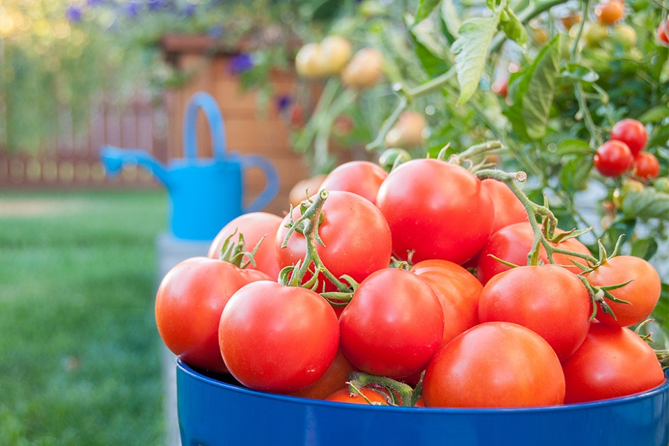 How To Master Tomato Fertilizer