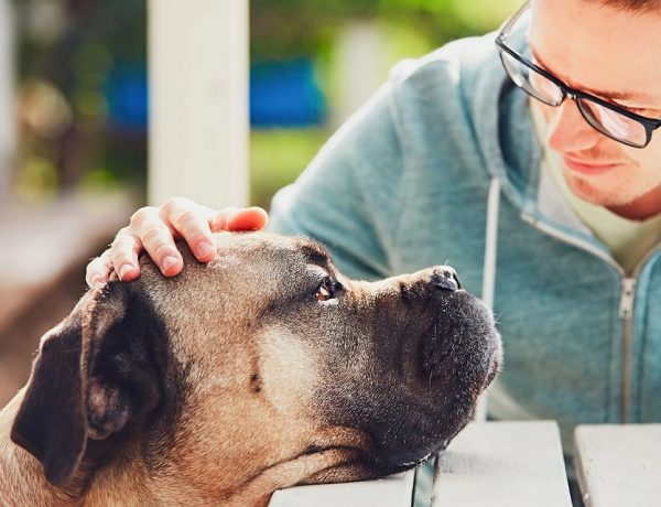 How To Improve Your Senior Pets Quality Of Life