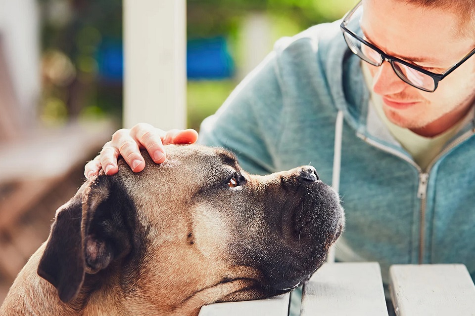 How To Improve Your Senior Pets Quality Of Life