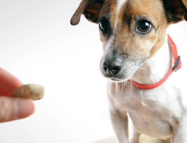 CBD Treats For Your Pets