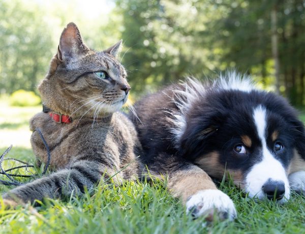 Understanding The Background Of Pets
