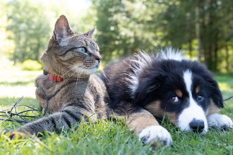 Understanding The Background Of Pets