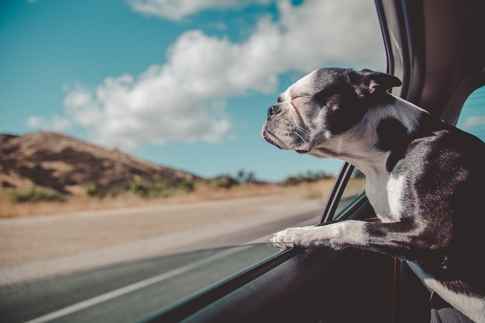 Ways To Help Your Dog Enjoy Car Rides