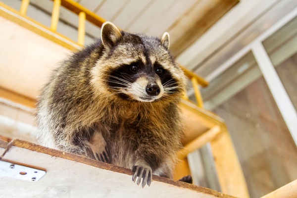 Signs Of A Wildlife Pest Infestation In Your Home