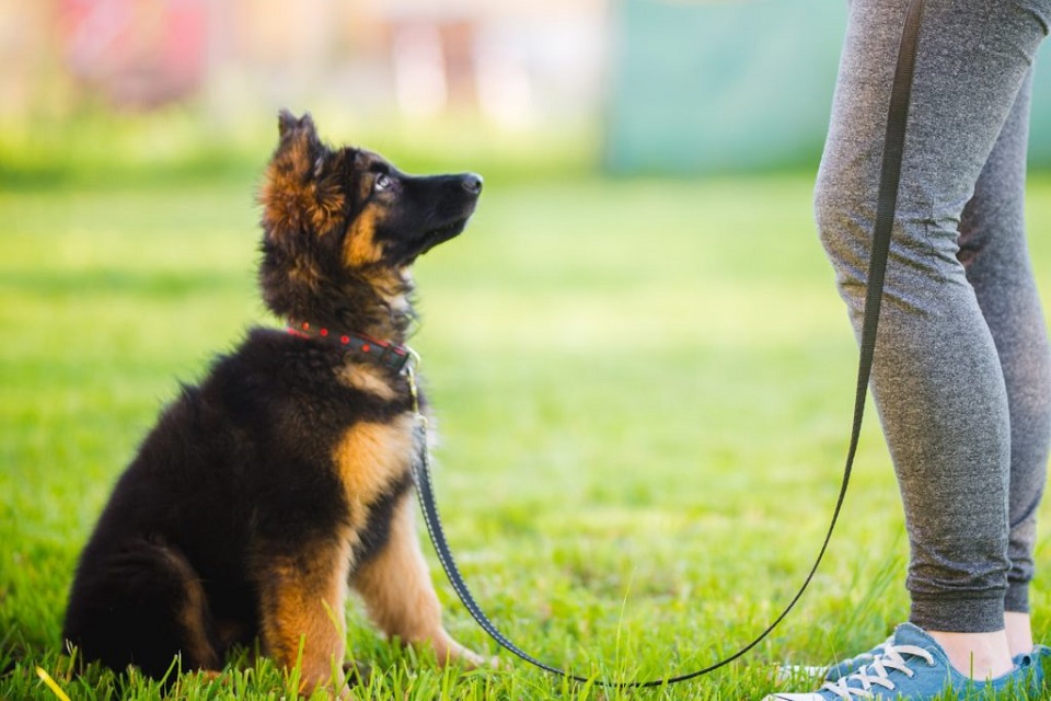 What Does Puppy Learn In Obedience Training