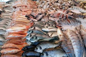 The Port Sudan Fish Market