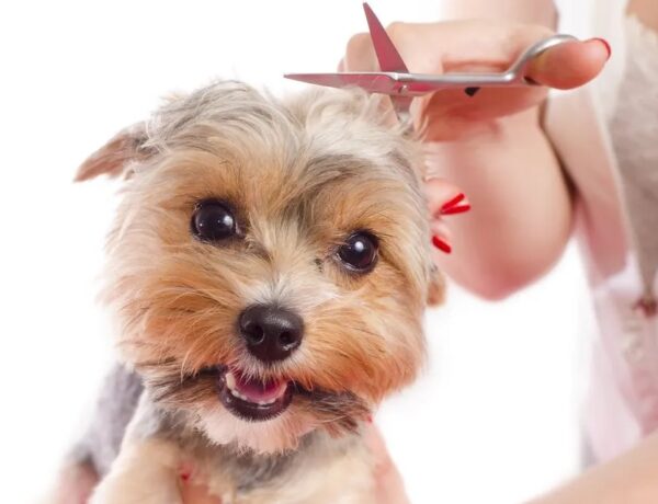 Fur Grooming At A Professional Salon