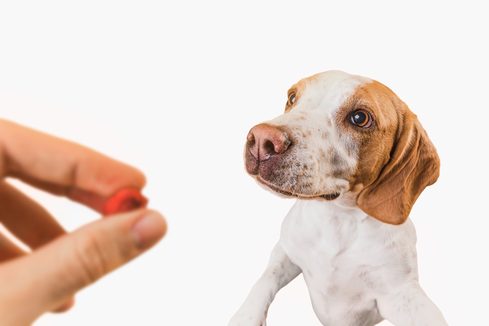 Vitamins And Your Dog's Health