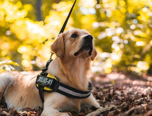 Innovations In Dog Harness Design