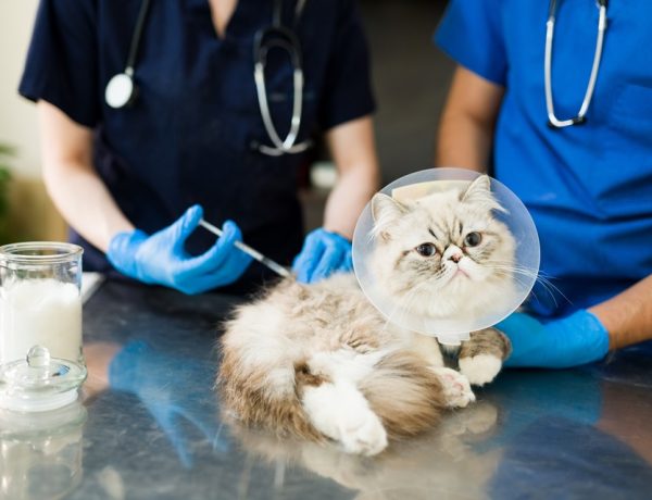 The Benefits Of Keeping Cats And Dogs Up-To-Date On Vaccinations