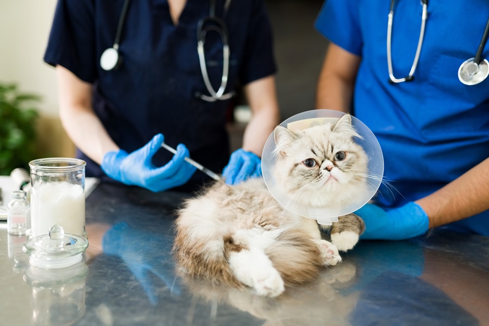 The Benefits Of Keeping Cats And Dogs Up-To-Date On Vaccinations