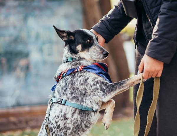 Dog Boarding In Riverhead