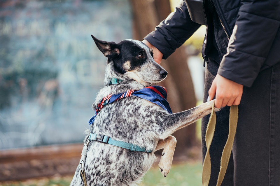 Dog Boarding In Riverhead